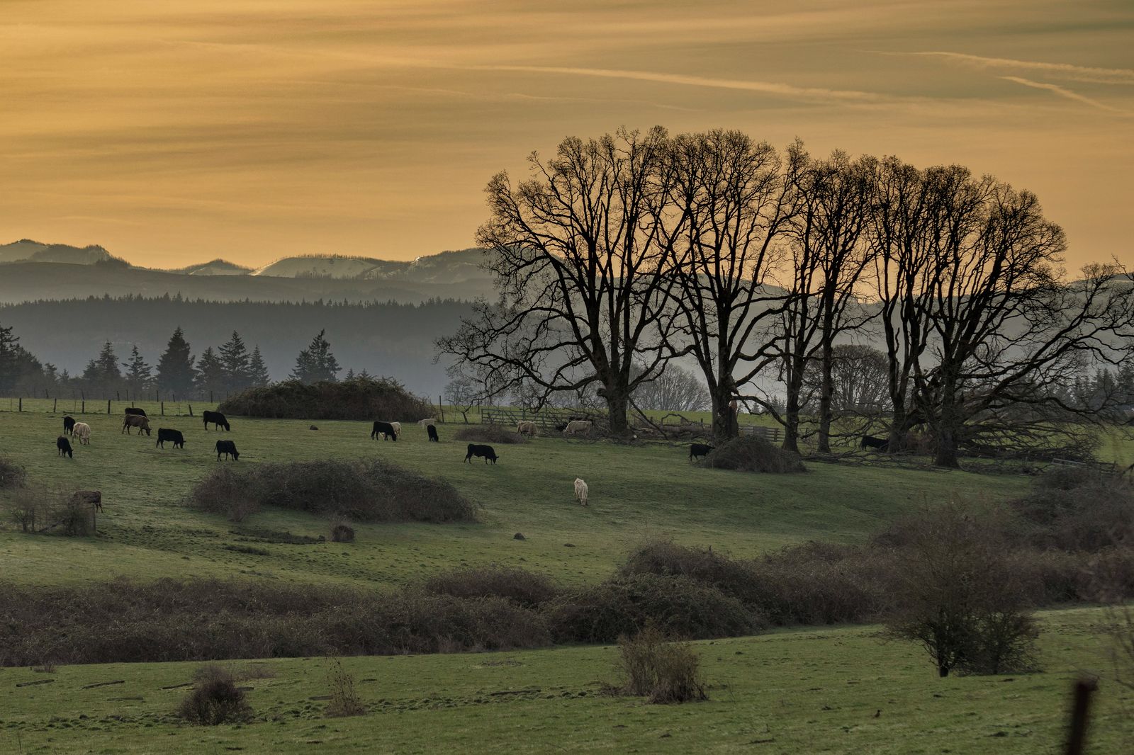 Junction City, Oregon